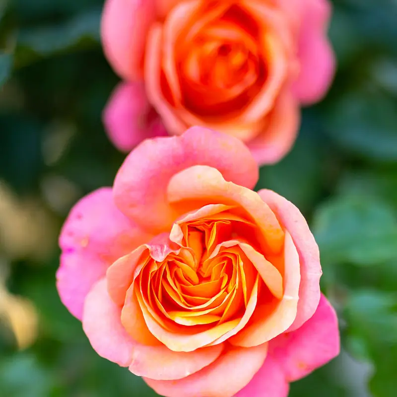 Jetzt All In One buchen