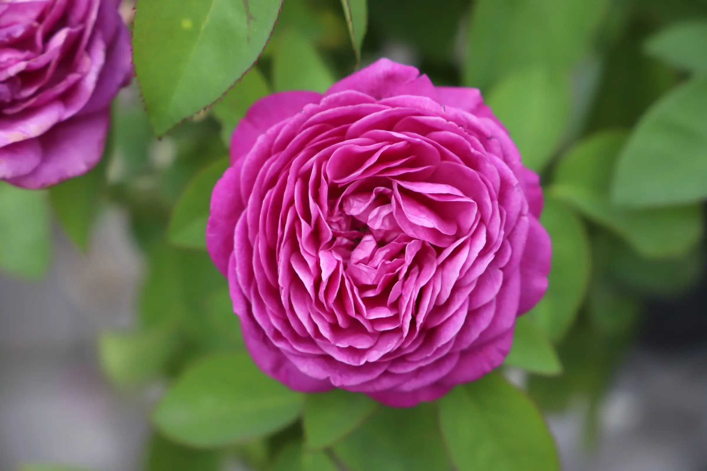 Bischofszeller Rosen- und Kulturwoche 2024