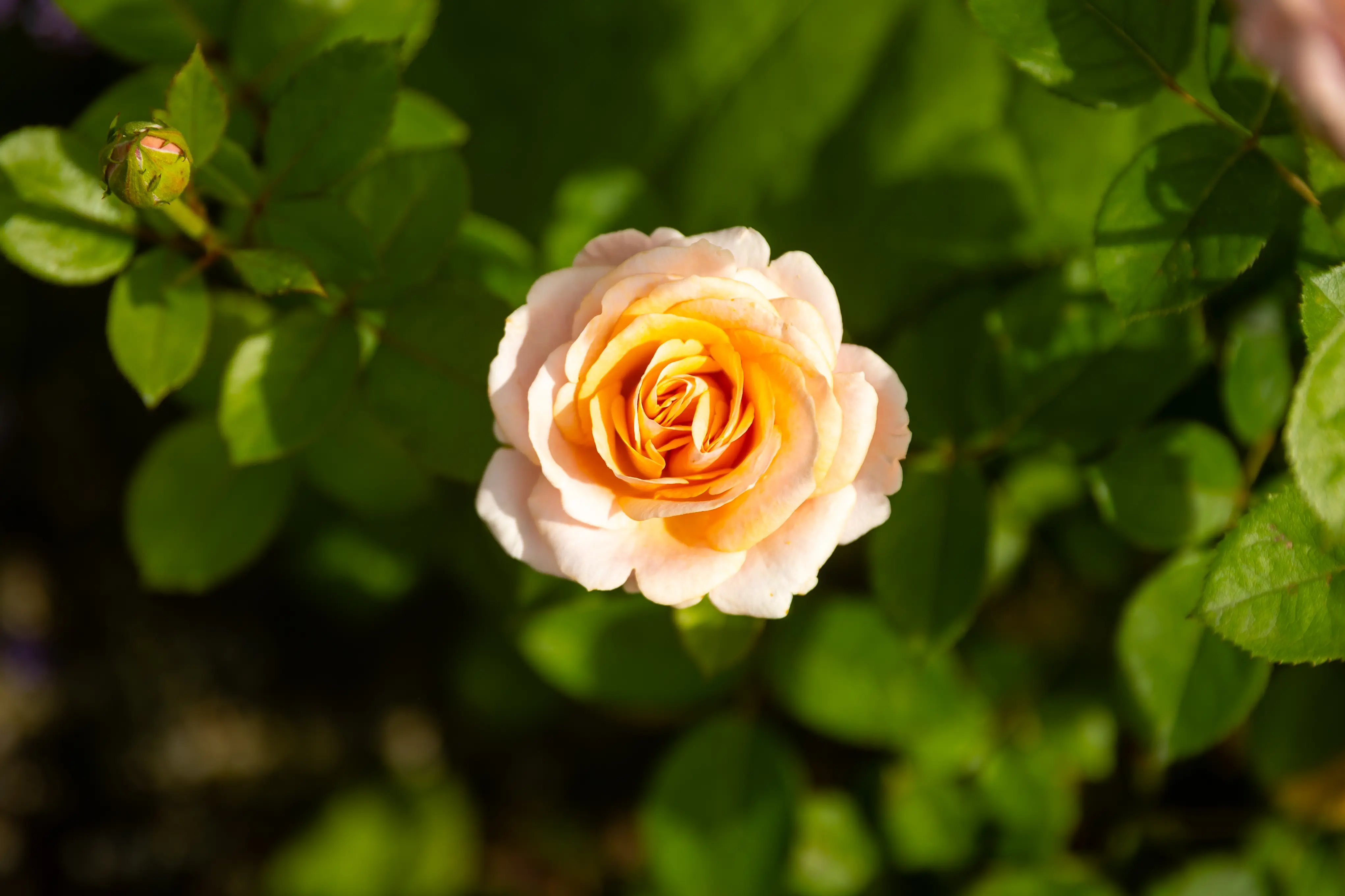 Bischofszeller Rosen- und Kulturwoche